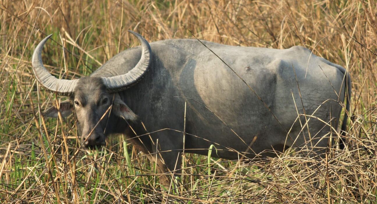 2 state people fighting for buffalo