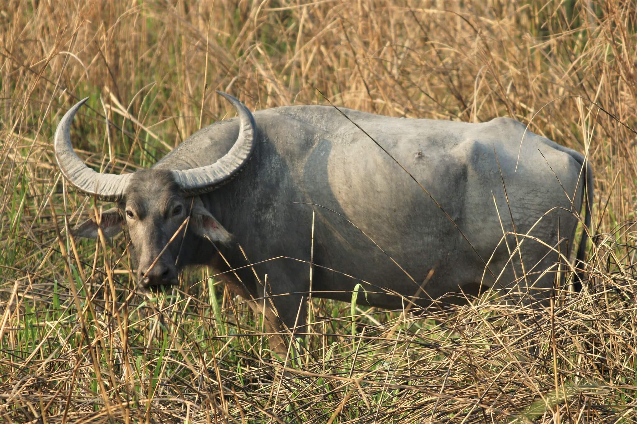 2 state people fighting for buffalo