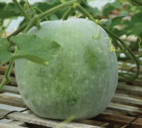 Impressive Health Benefits of Pumpkin