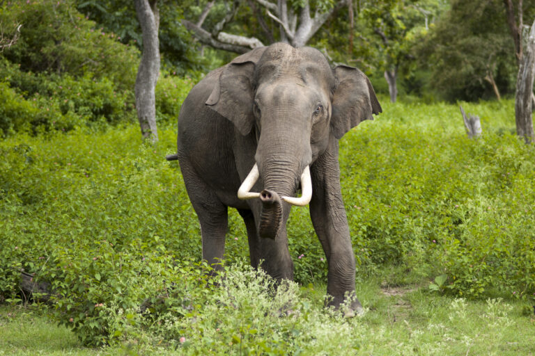 Good News for Dakshina kannada people regarding elephant issue