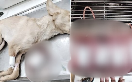 Crime Hyderabad clinic face case over stray dog blood trade