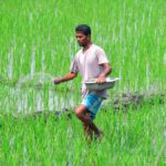 Narendra modi government raises fertilizer subsidy