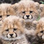 4 Cheetah Cubs Died In Kuno Suspected To Be Killed