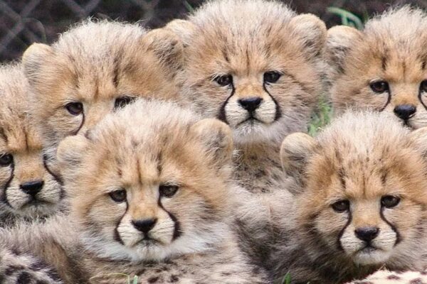 4 Cheetah Cubs Died In Kuno Suspected To Be Killed