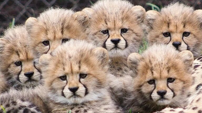 4 Cheetah Cubs Died In Kuno Suspected To Be Killed
