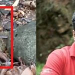 Good work in belthangady 16 cobra eggs rescued