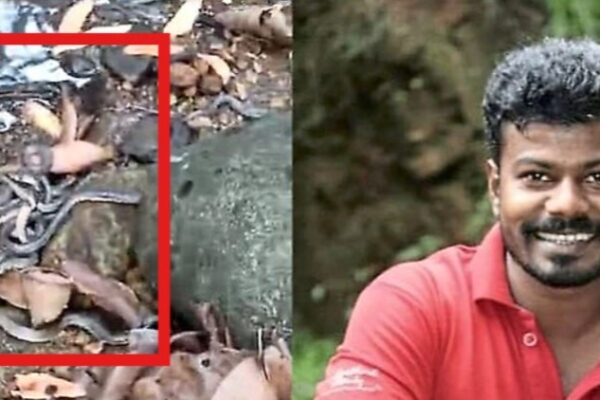 Good work in belthangady 16 cobra eggs rescued