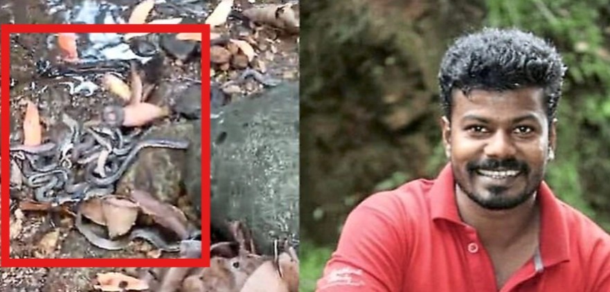 Good work in belthangady 16 cobra eggs rescued