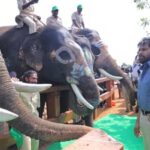 Aadhar card to elephants for DNA Profiling