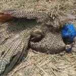 two peacocks lost life due to bird flu