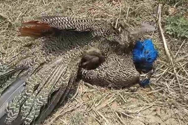 two peacocks lost life due to bird flu