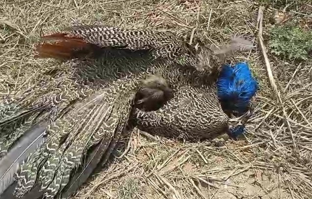 two peacocks lost life due to bird flu