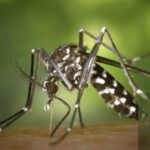 Cow urine can solve Chikunguny related health issues IIT rookee research