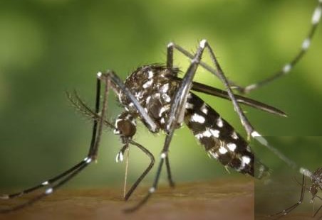 Cow urine can solve Chikunguny related health issues IIT rookee research