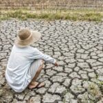 scanty in monsoon rain farmers are losing all crops
