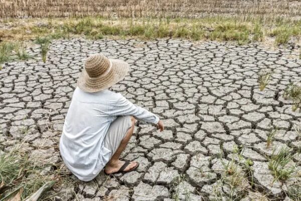 scanty in monsoon rain farmers are losing all crops