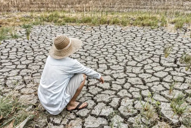 scanty in monsoon rain farmers are losing all crops