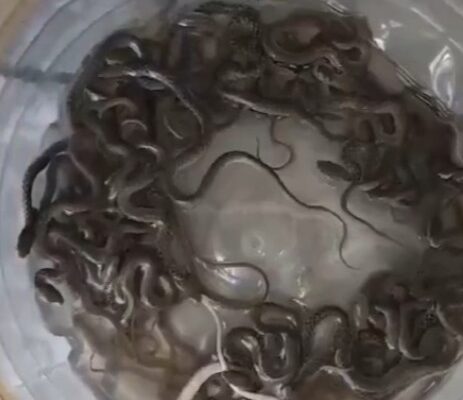 viral news family finds 27 snake hatchlings in their water tank