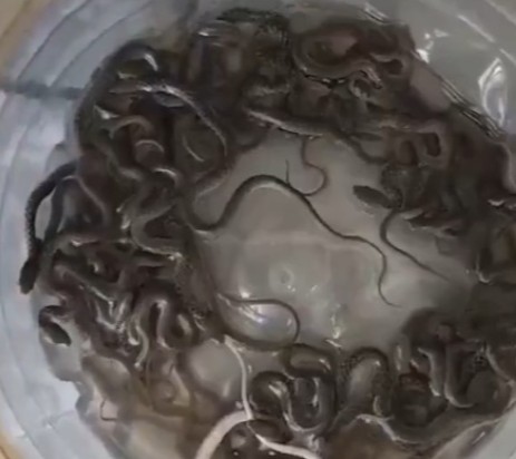 viral news family finds 27 snake hatchlings in their water tank