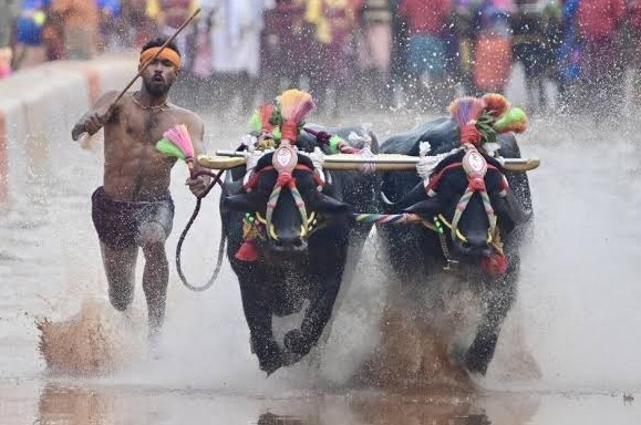 Dasara Kambala Row FIR Against Sports Officer Over Illegal Tree Cutting in Mysuru