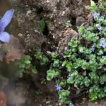Shocking happy news Himalayan Flowers Rediscovered in Arunachal Pradesh After 158 Years