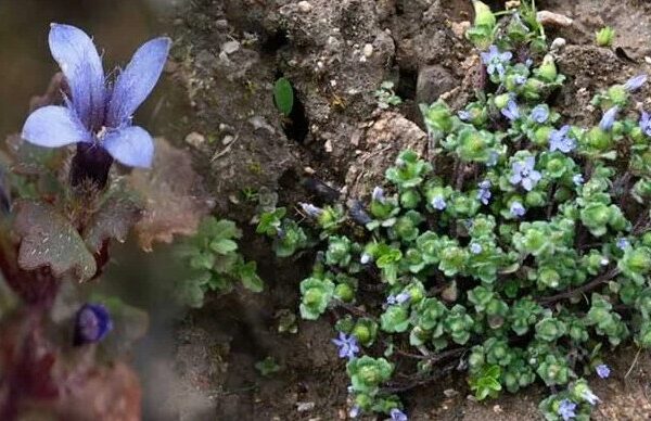 Shocking happy news Himalayan Flowers Rediscovered in Arunachal Pradesh After 158 Years
