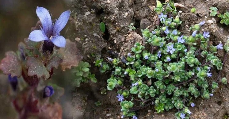 Shocking happy news Himalayan Flowers Rediscovered in Arunachal Pradesh After 158 Years