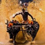 Row over Kambala at Mysuru Dasara MP Yaduveer opposes move