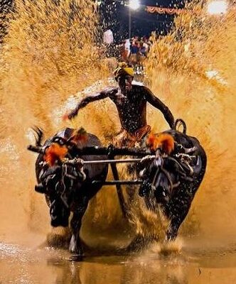 Row over Kambala at Mysuru Dasara MP Yaduveer opposes move