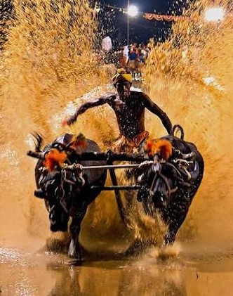 Row over Kambala at Mysuru Dasara MP Yaduveer opposes move