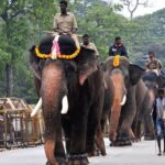 Mysuru Dasara 2026 12 Elephants Selected for Jumbo Savari as Veteran Abhimanyu Steps Down