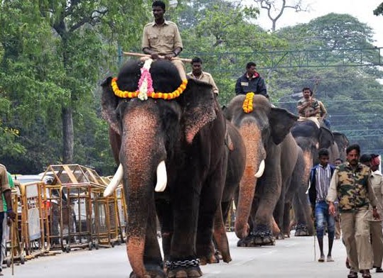 Mysuru Dasara 2026 12 Elephants Selected for Jumbo Savari as Veteran Abhimanyu Steps Down