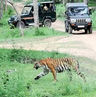 Big news Bandipur Tiger Reserve Steeply Enhances Jeep and Bus Safari Fares