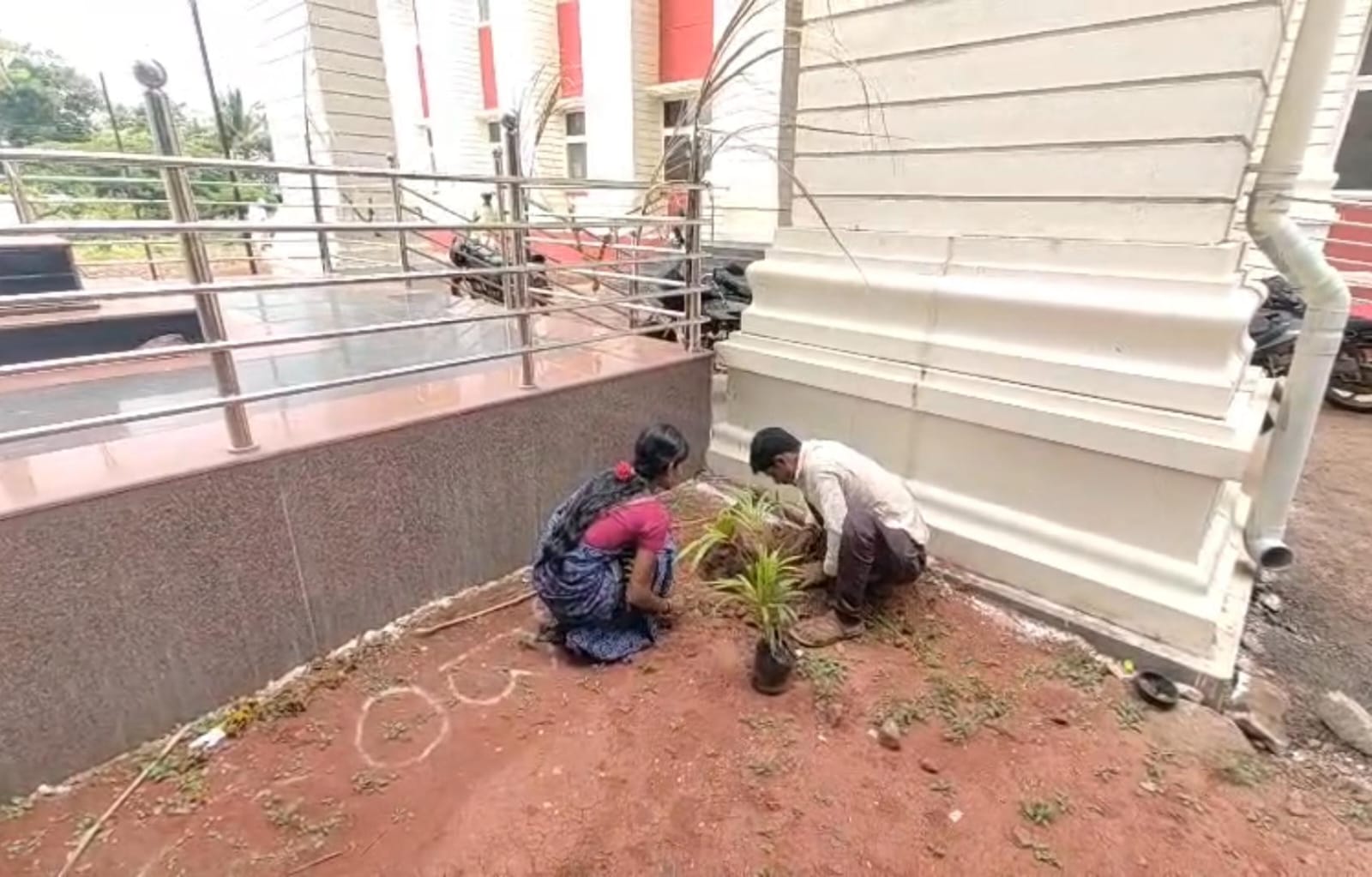 Not Jail Planting 50 Trees is the Punishment Chikkodi Court Unique Verdict for Drunken Brawl