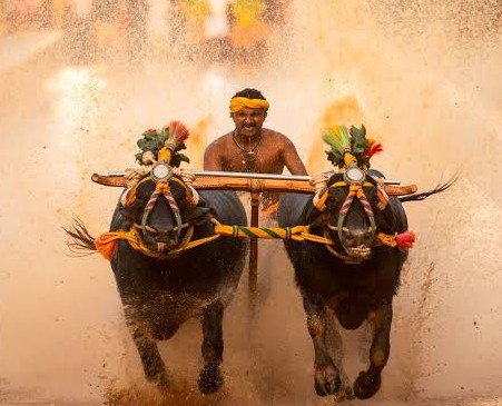 Karnataka Govt Approves Kambala Event for Mysuru Dasara Minister Dr Yathindra Siddaramaiah
