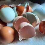 Dont Throw Away Eggshells They Are Pure Gold for Your Home Garden