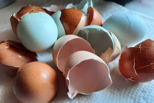 Dont Throw Away Eggshells They Are Pure Gold for Your Home Garden
