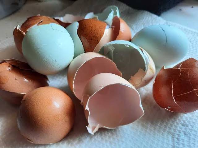 Dont Throw Away Eggshells They Are Pure Gold for Your Home Garden