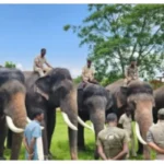 Grand Farewells in Mysuru Elephant Troop Returns Home After Magnificent Dasara Celebrations