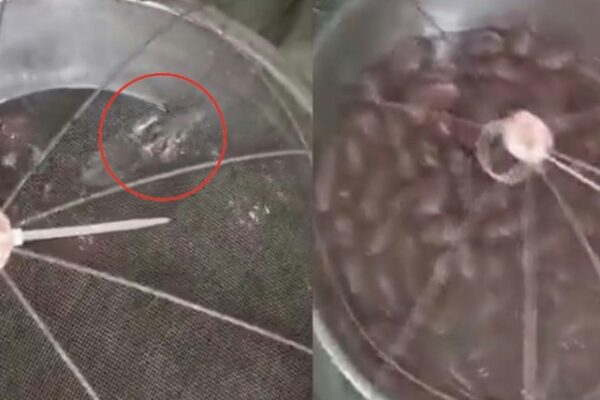 Outrage in Bhiwandi Viral Video Shows Rat Swimming in Gulab Jamuns FDA Orders Shop to Halt Operations