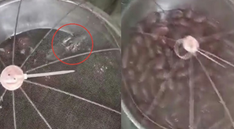 Outrage in Bhiwandi Viral Video Shows Rat Swimming in Gulab Jamuns FDA Orders Shop to Halt Operations